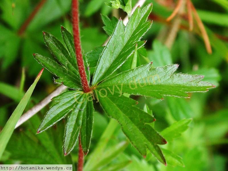 Nátržník kořen řezaný